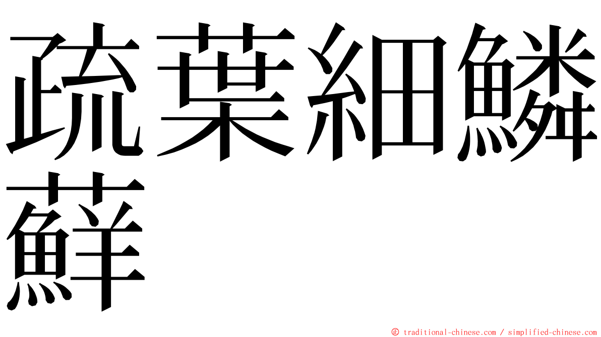 疏葉細鱗蘚 ming font