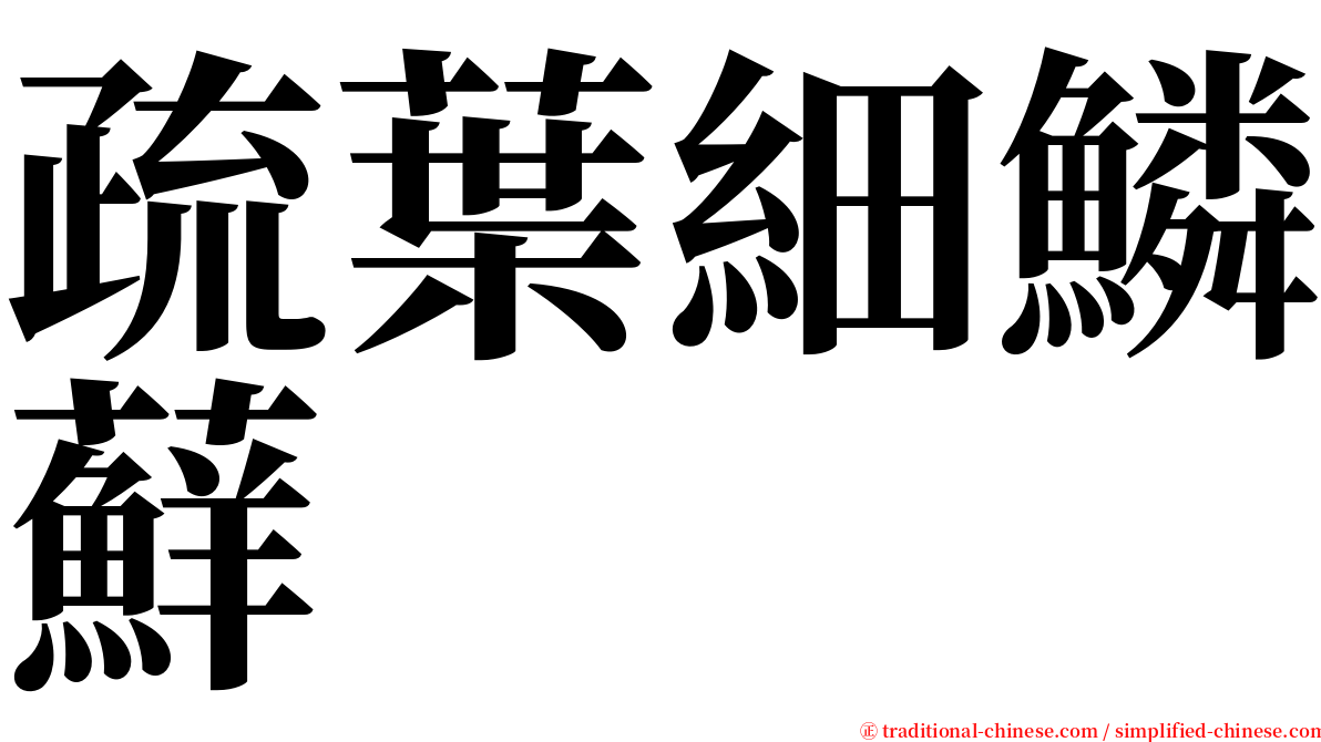 疏葉細鱗蘚 serif font