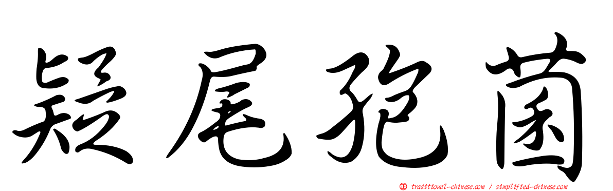 疑尾孢菌