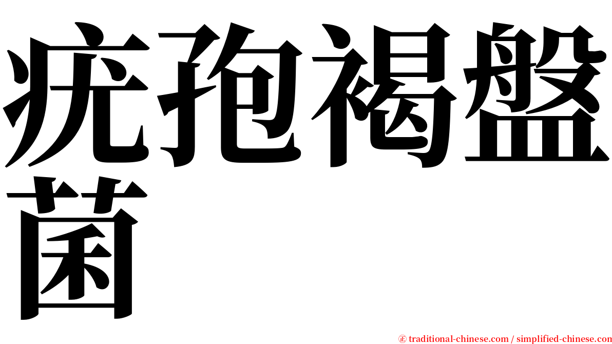 疣孢褐盤菌 serif font