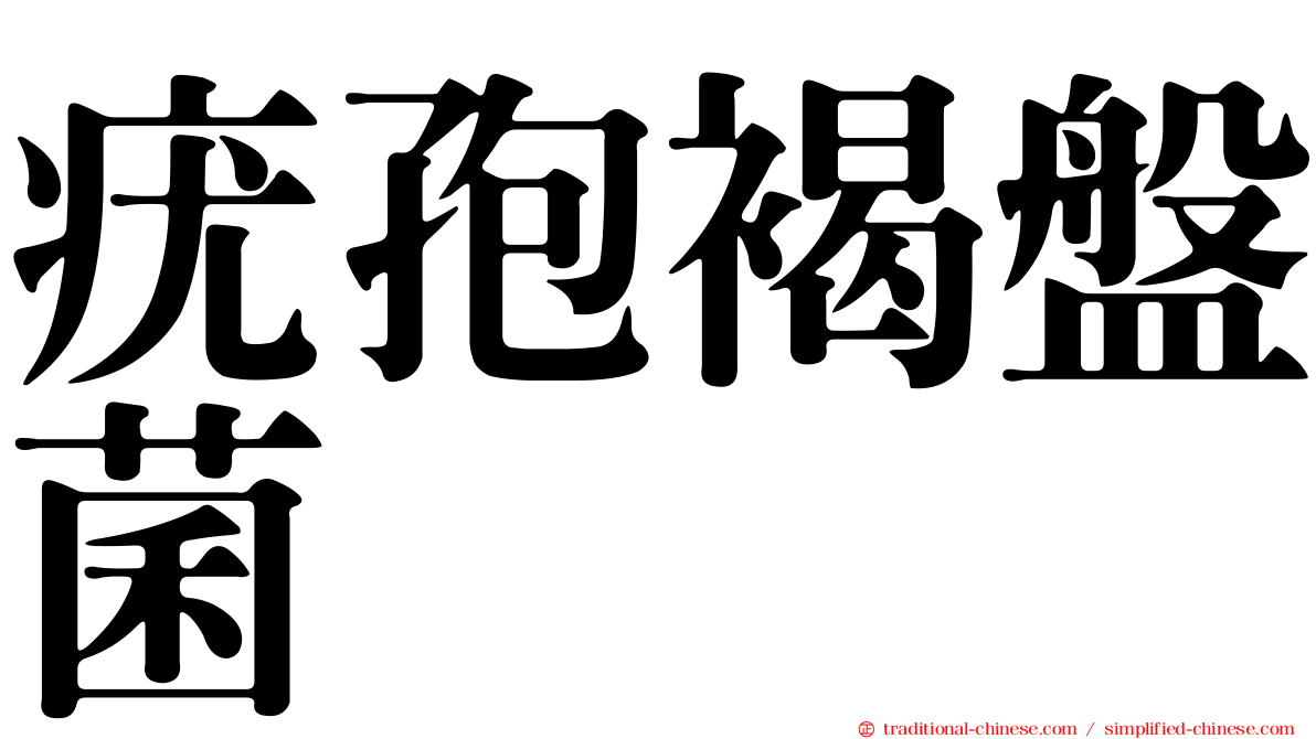 疣孢褐盤菌