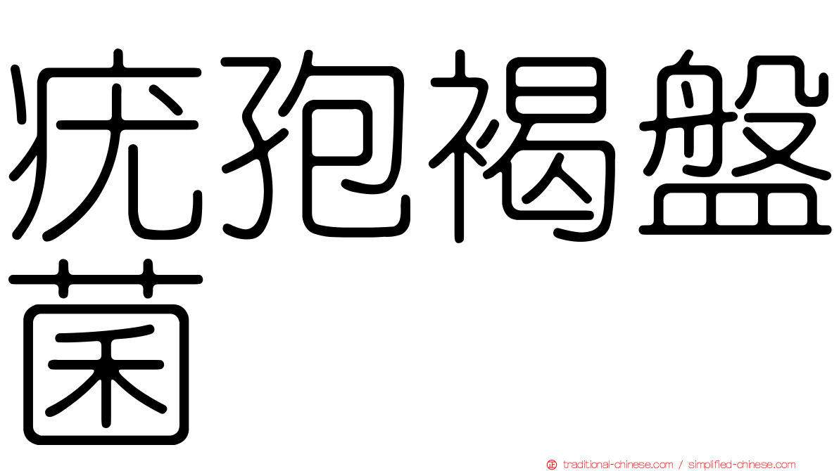 疣孢褐盤菌