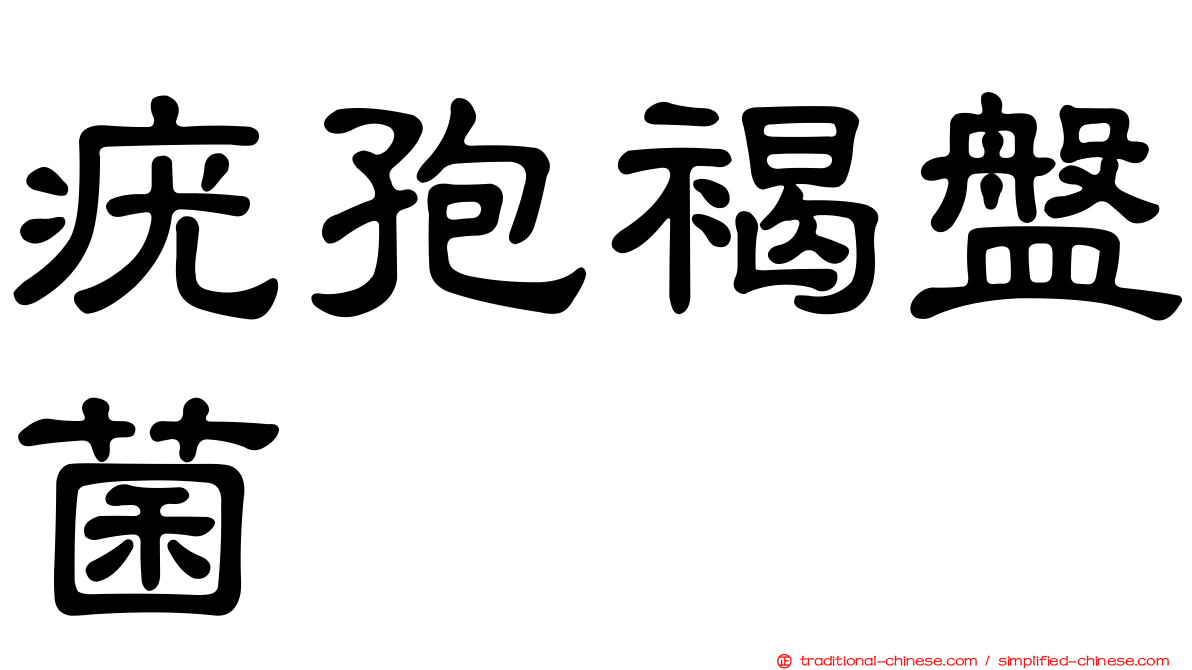 疣孢褐盤菌