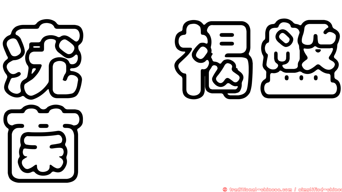 疣孢褐盤菌