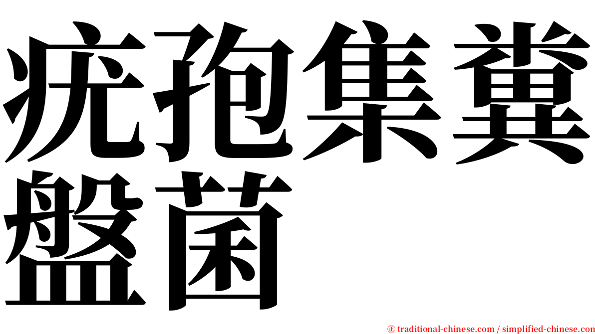 疣孢集糞盤菌 serif font
