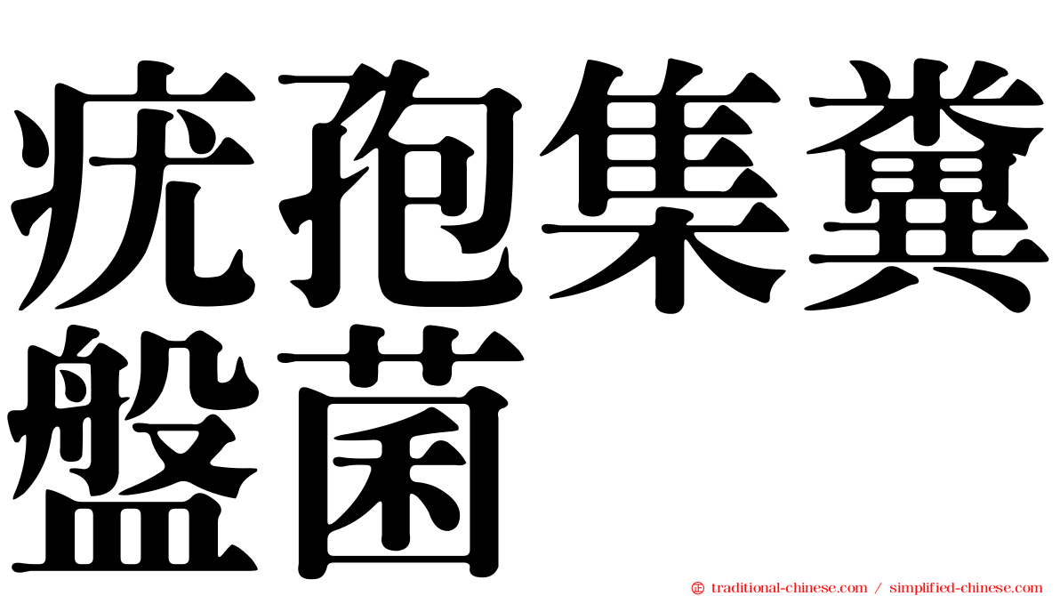 疣孢集糞盤菌