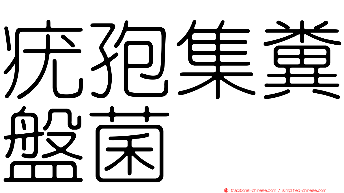 疣孢集糞盤菌