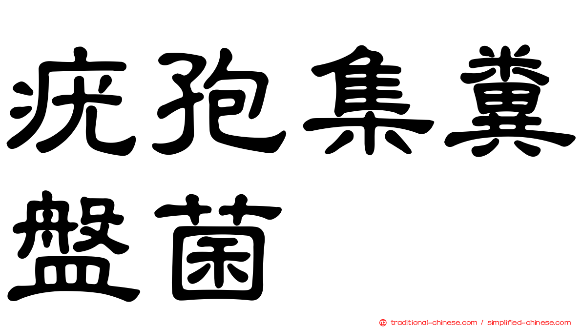 疣孢集糞盤菌