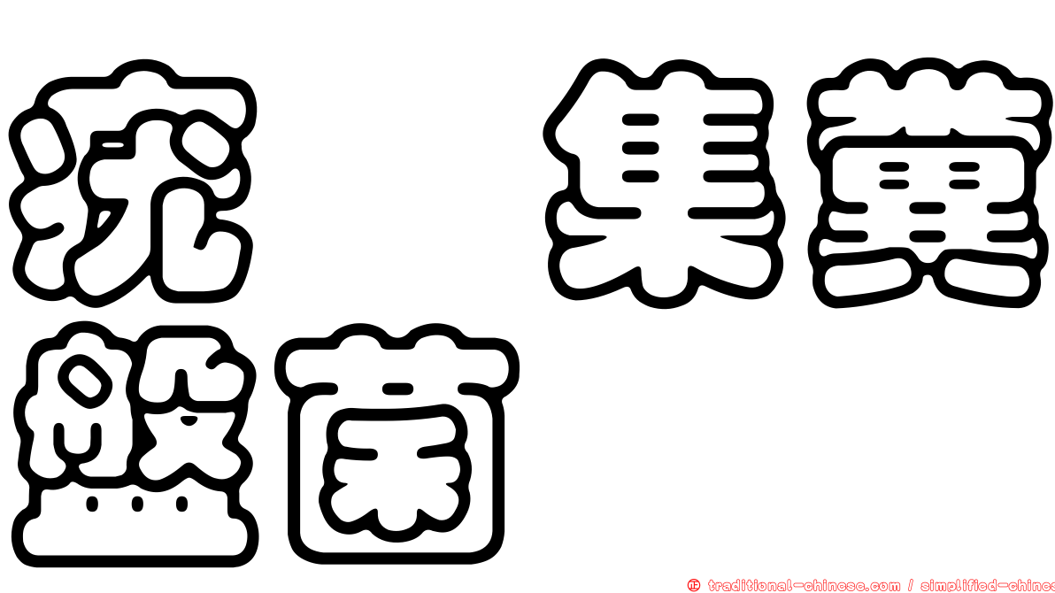 疣孢集糞盤菌