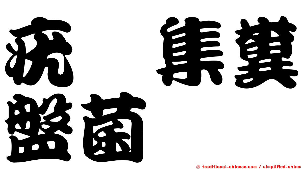 疣孢集糞盤菌