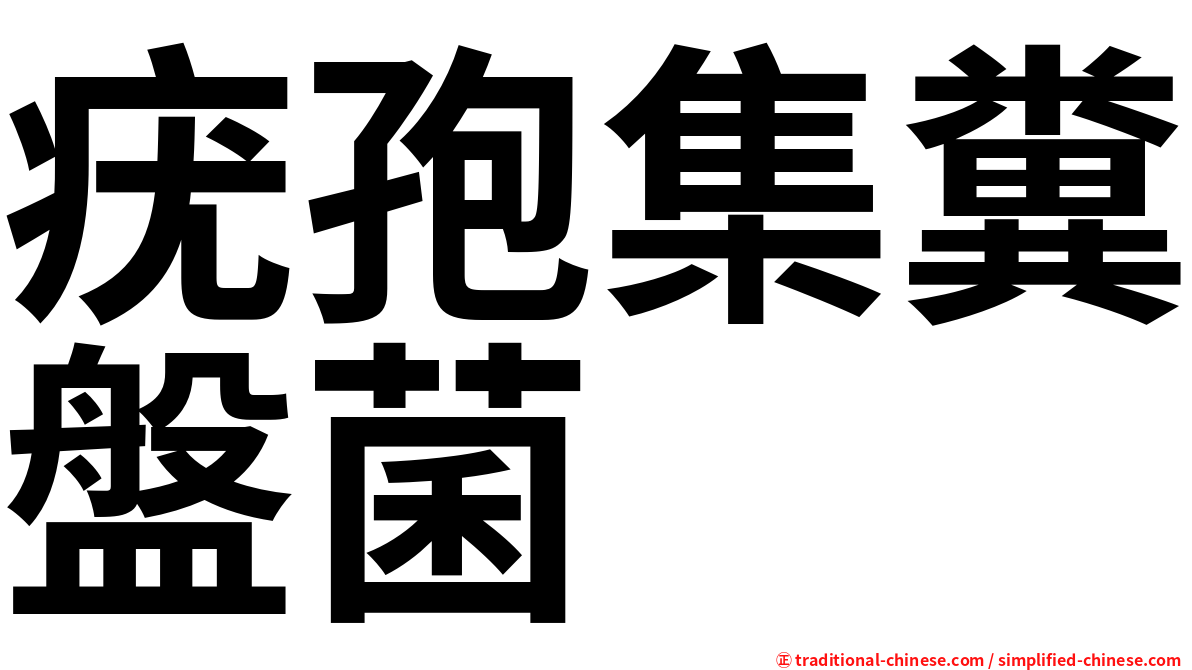 疣孢集糞盤菌