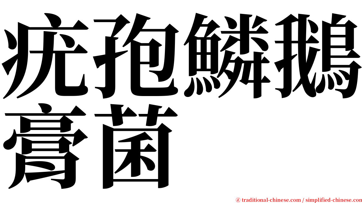 疣孢鱗鵝膏菌 serif font