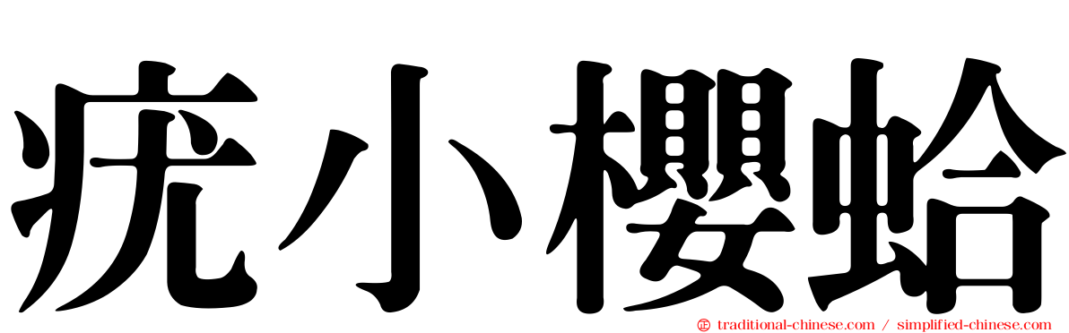 疣小櫻蛤