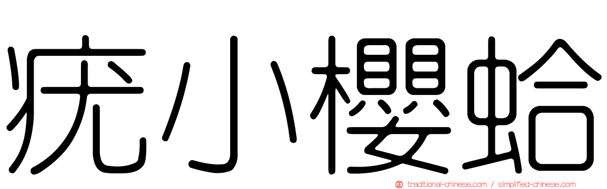 疣小櫻蛤