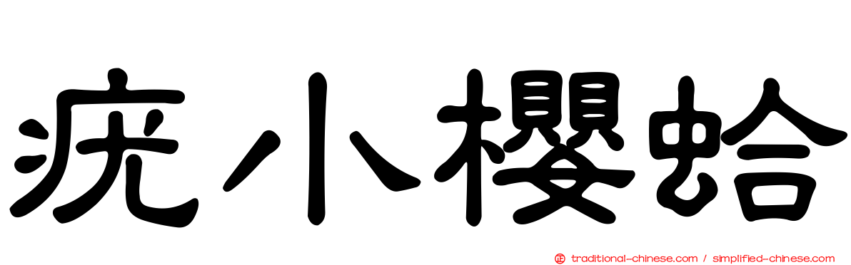 疣小櫻蛤