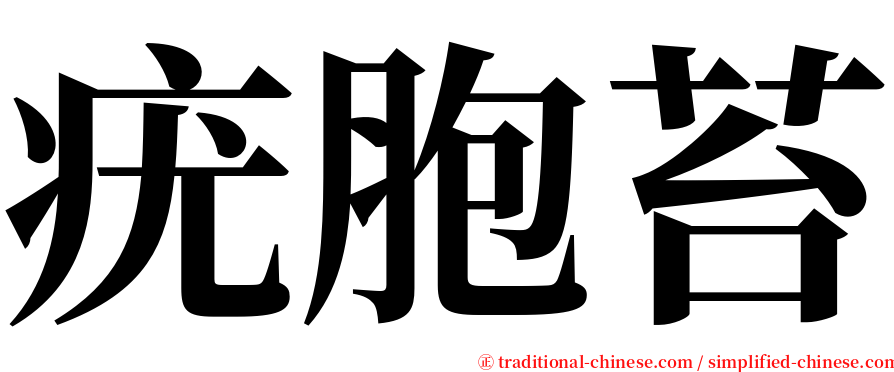 疣胞苔 serif font