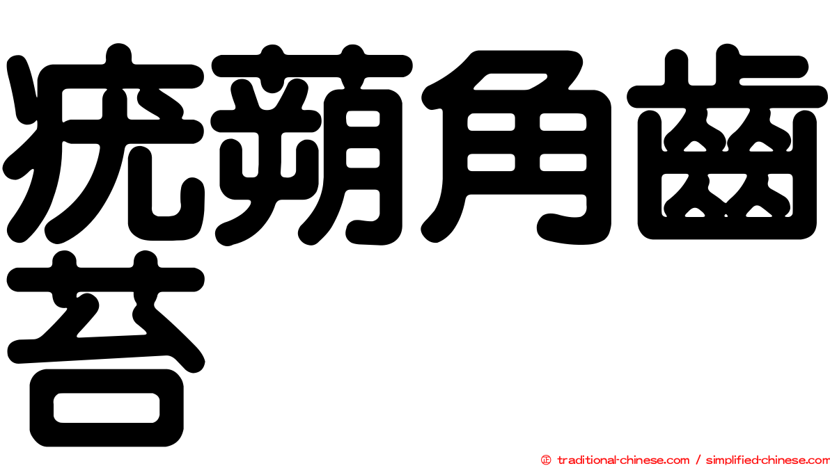 疣蒴角齒苔