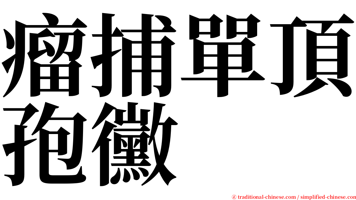 瘤捕單頂孢黴 serif font