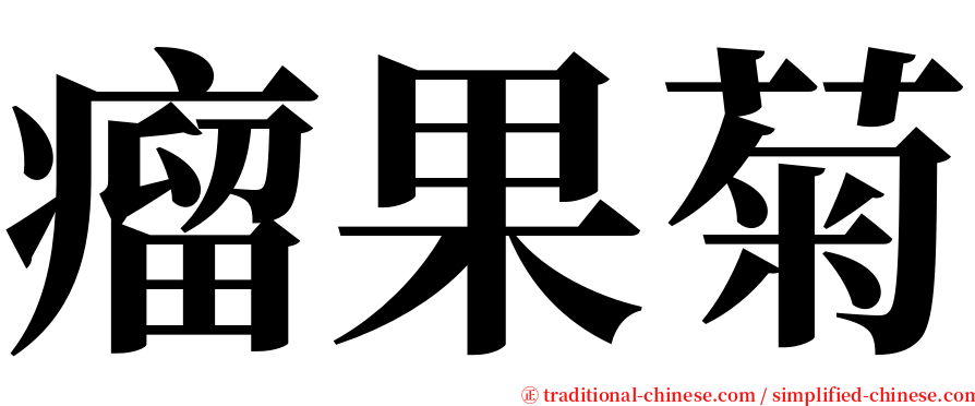 瘤果菊 serif font
