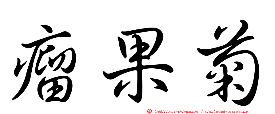 瘤果菊
