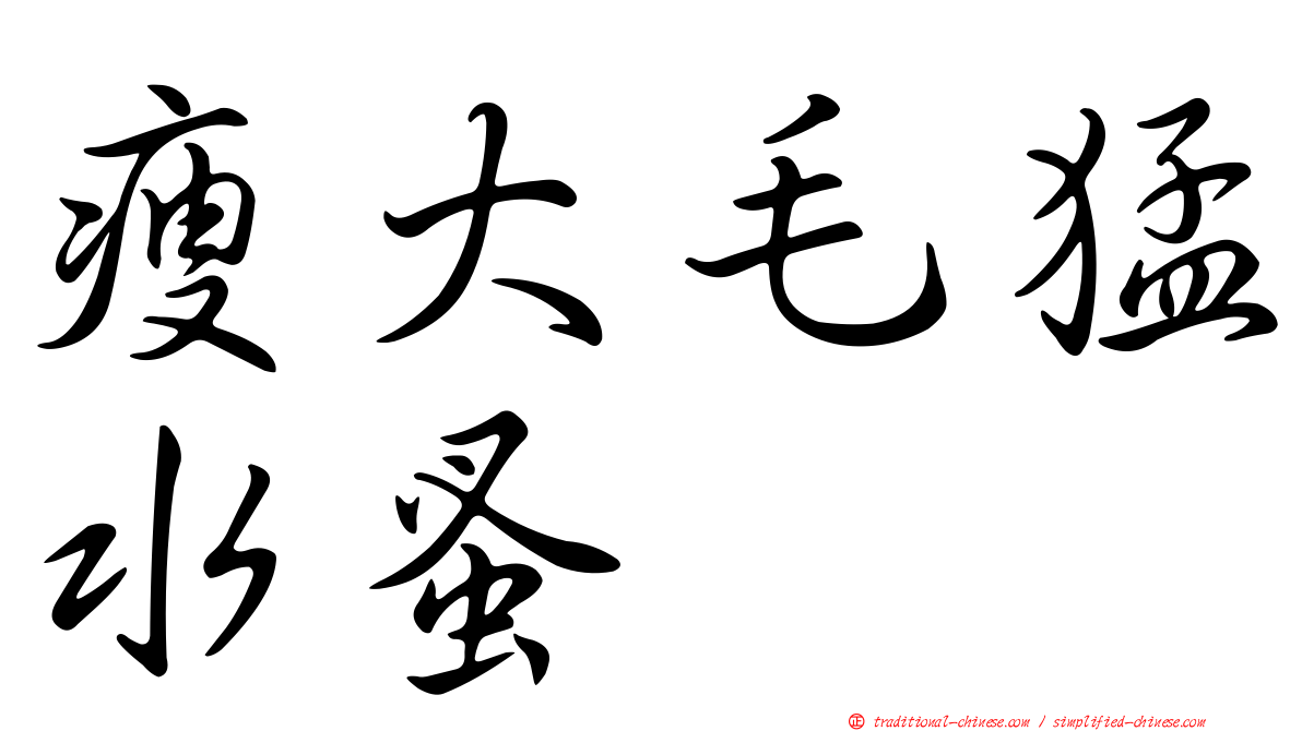 瘦大毛猛水蚤