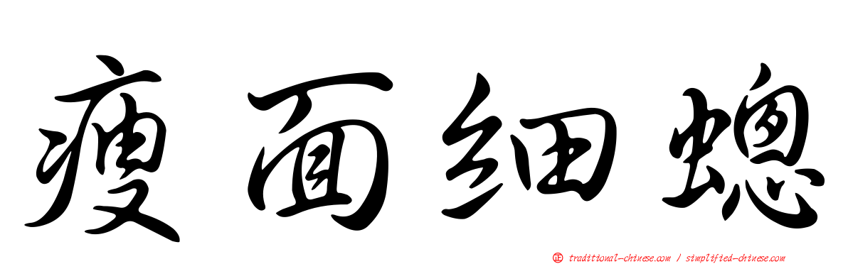 瘦面細蟌