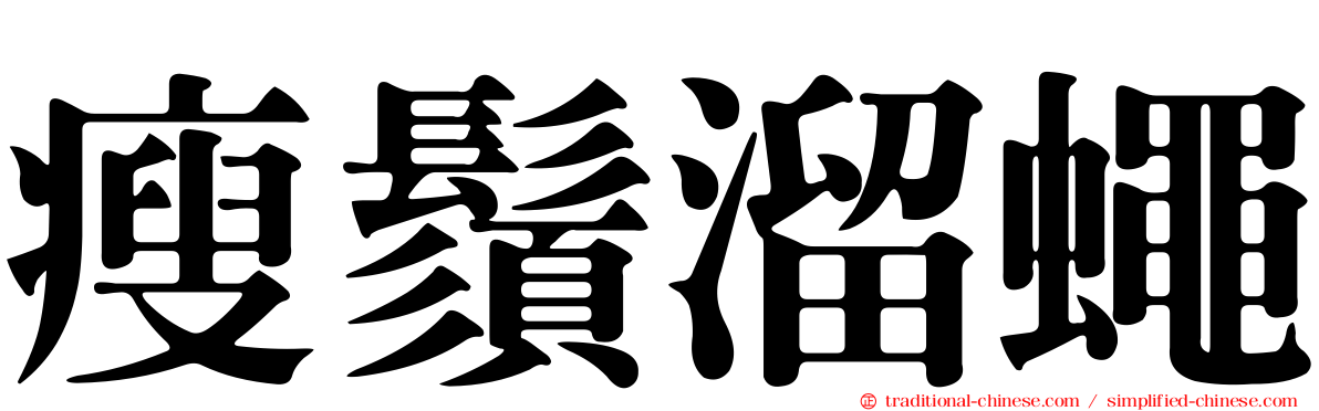 瘦鬚溜蠅