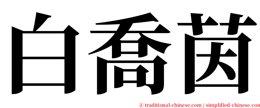 白喬茵 serif font