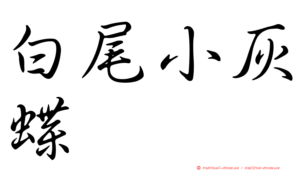 白尾小灰蝶