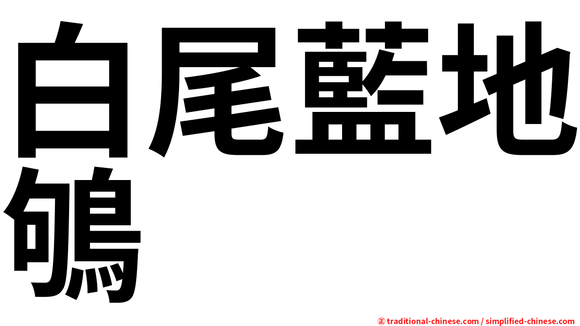 白尾藍地鴝