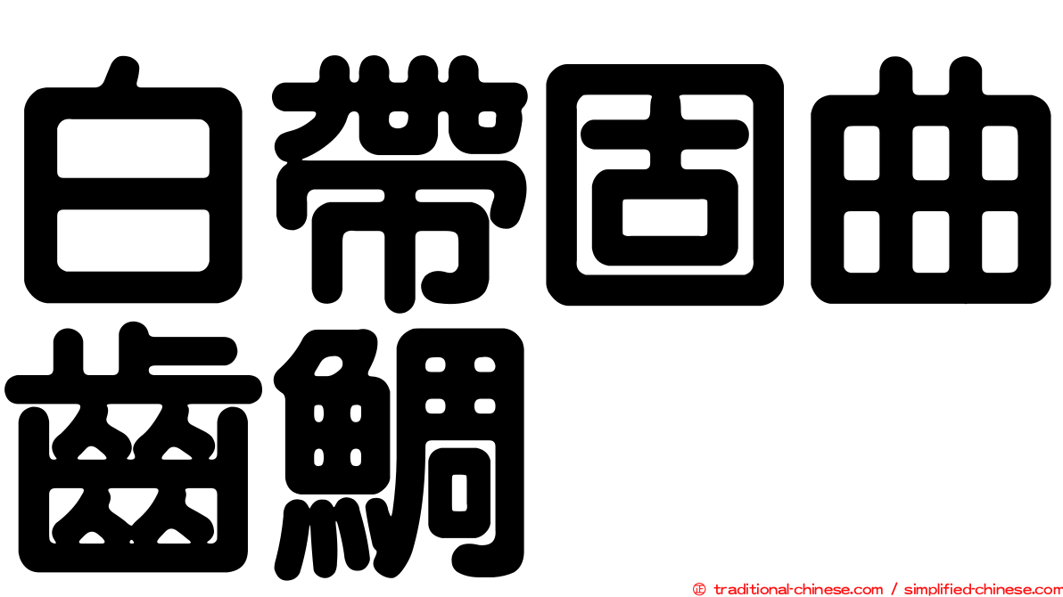 白帶固曲齒鯛