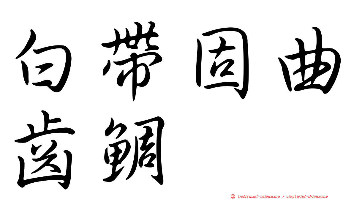 白帶固曲齒鯛