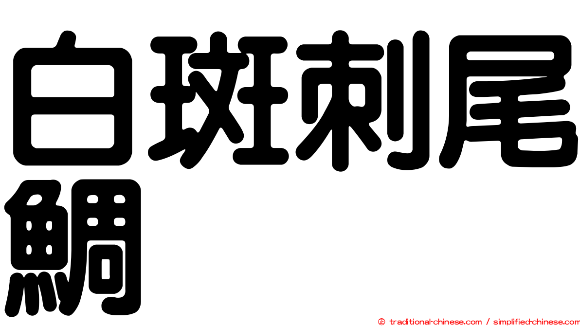 白斑刺尾鯛