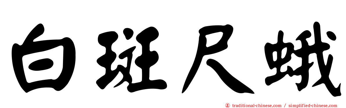 白斑尺蛾