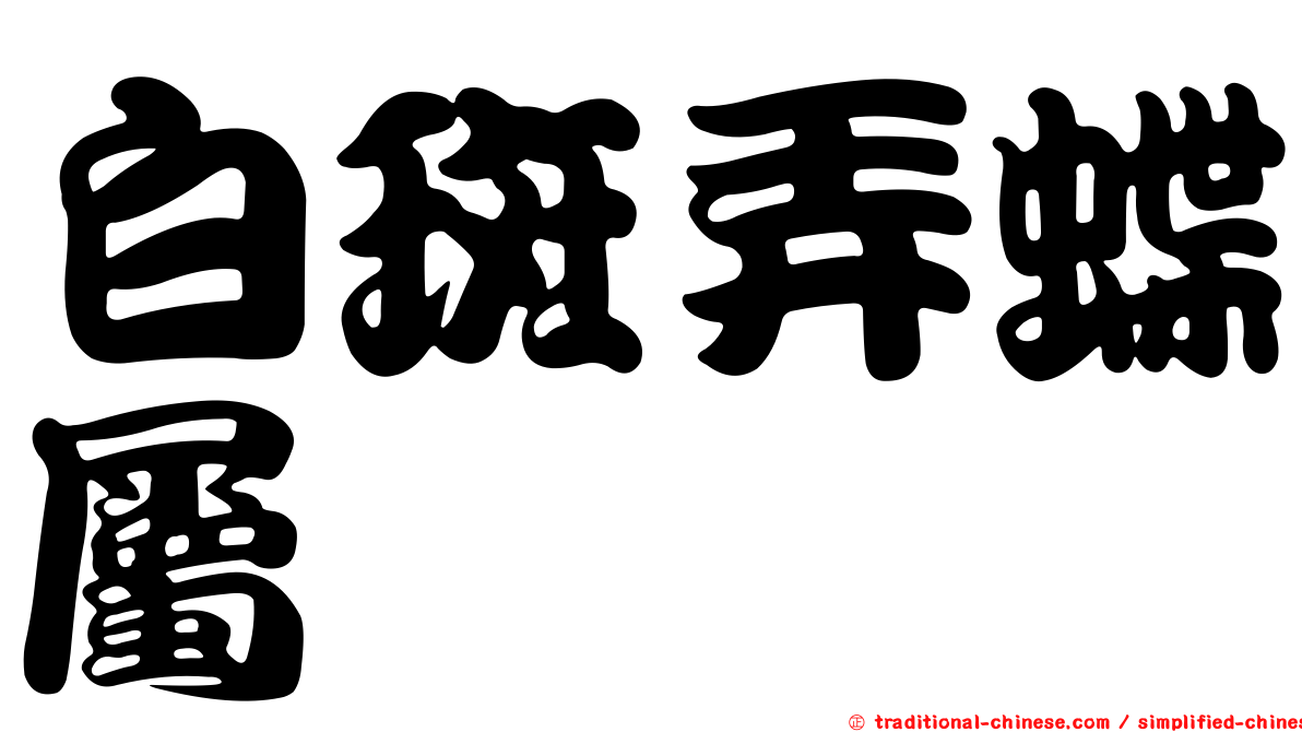白斑弄蝶屬