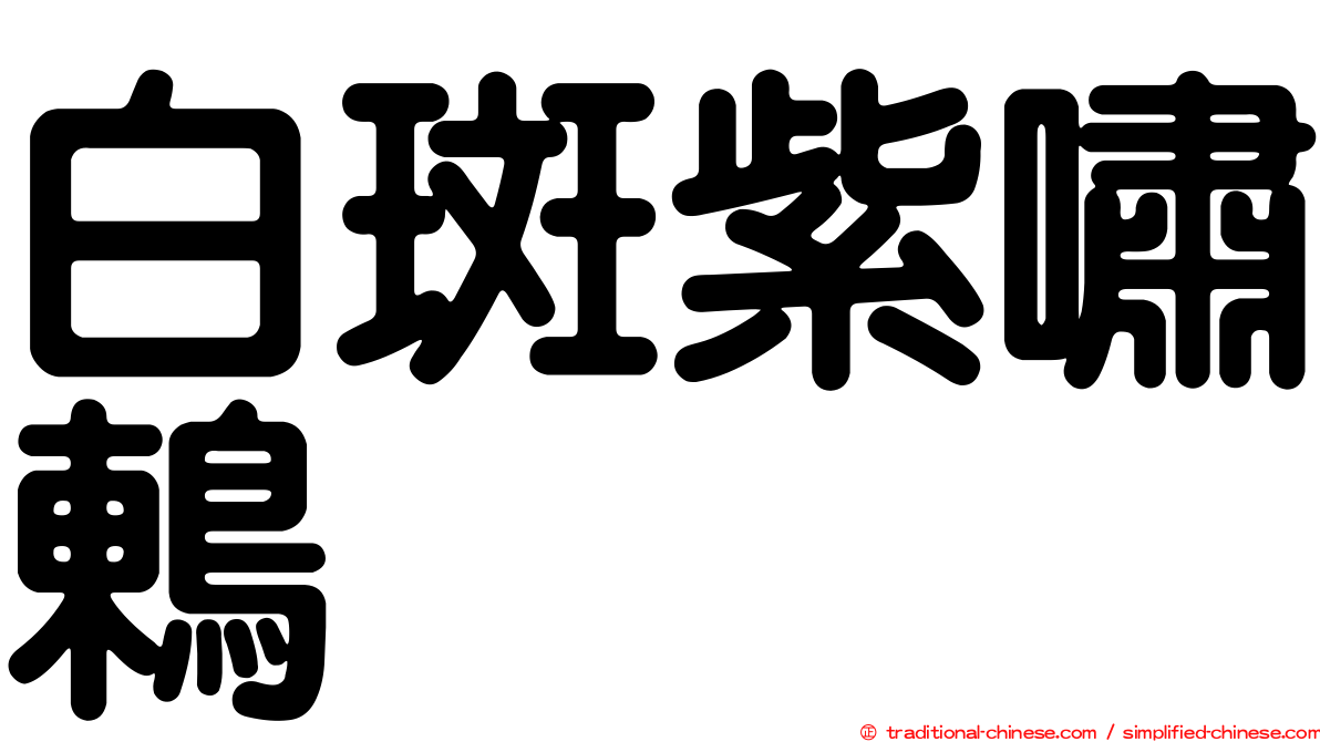 白斑紫嘯鶇