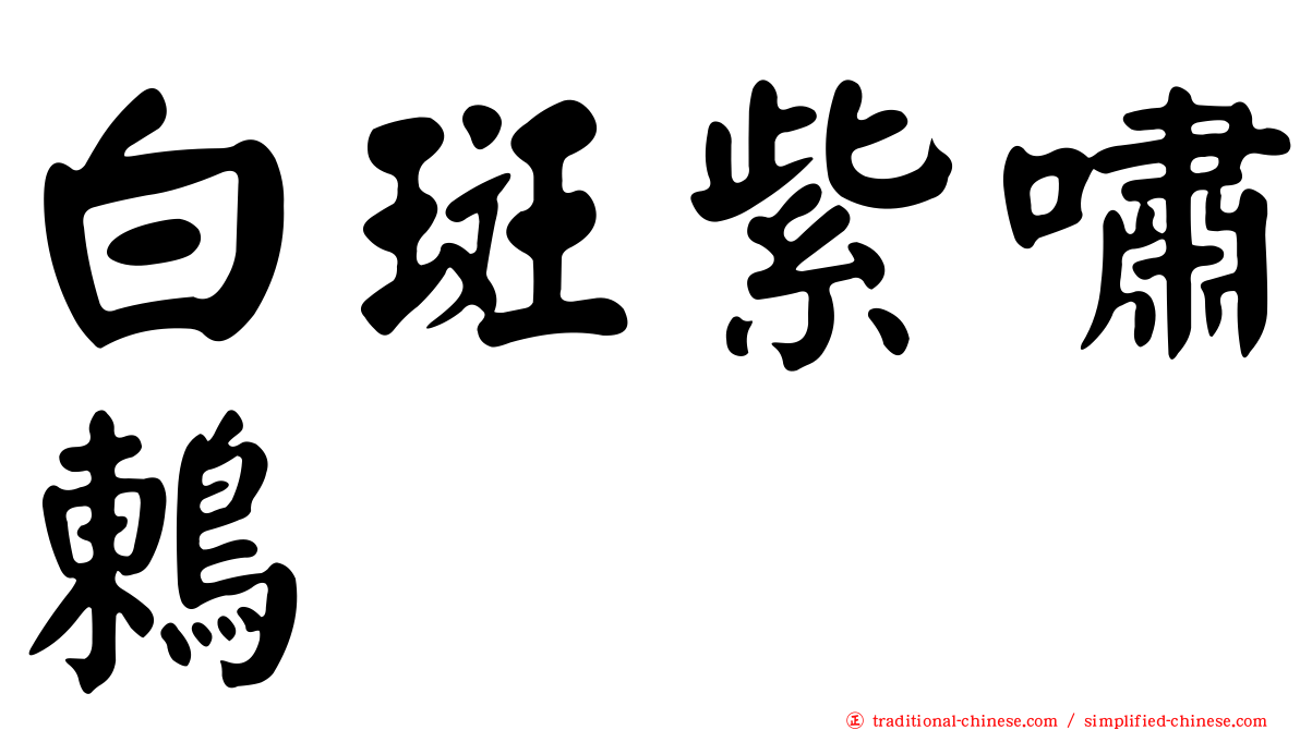 白斑紫嘯鶇