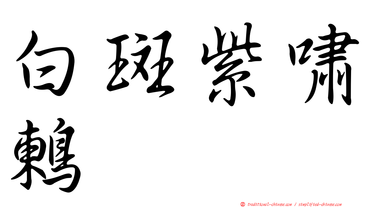 白斑紫嘯鶇