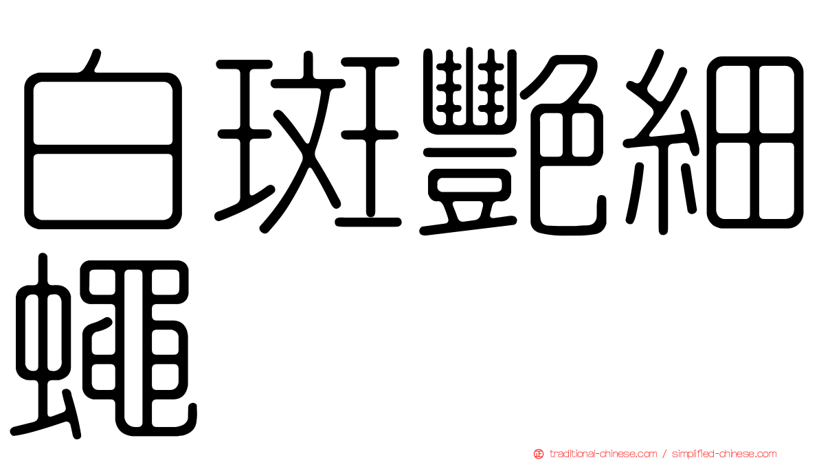 白斑艷細蠅