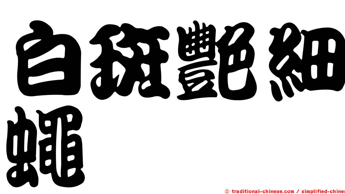 白斑艷細蠅