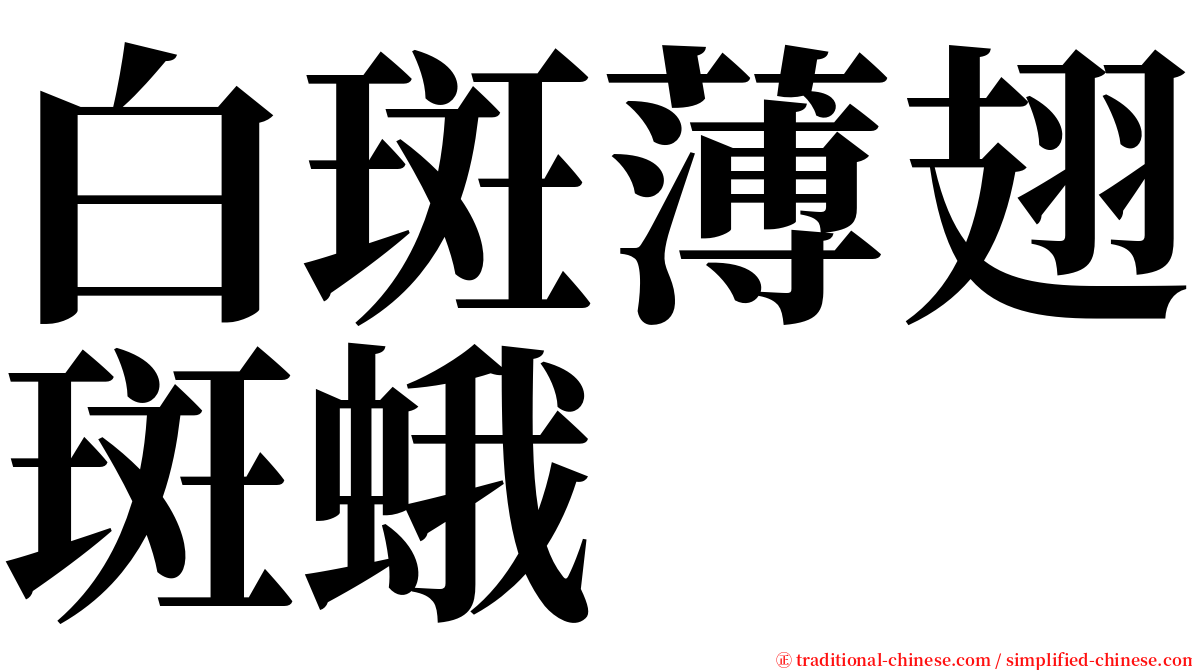 白斑薄翅斑蛾 serif font