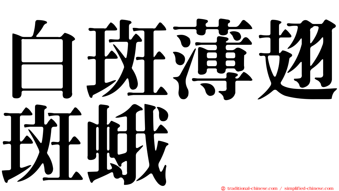 白斑薄翅斑蛾