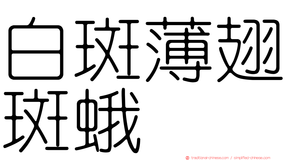 白斑薄翅斑蛾