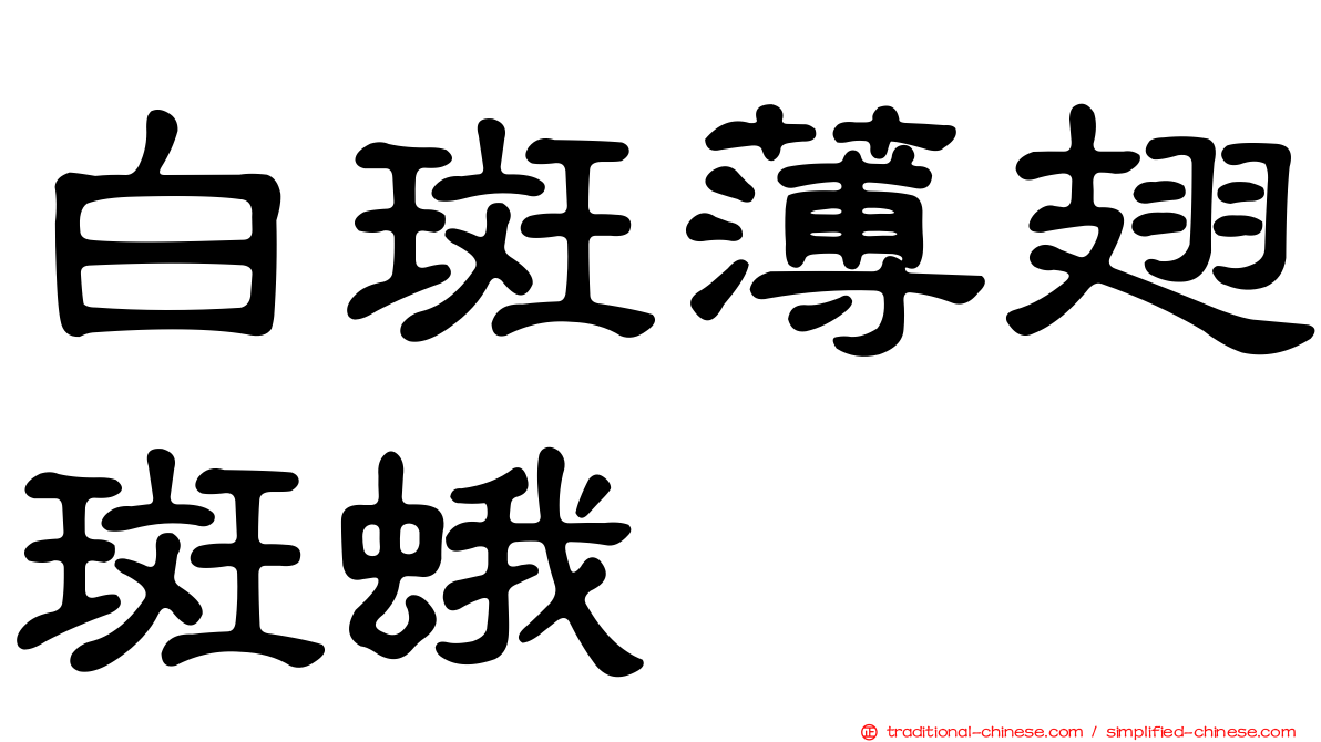 白斑薄翅斑蛾