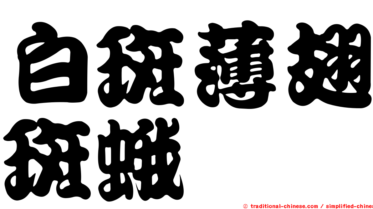 白斑薄翅斑蛾