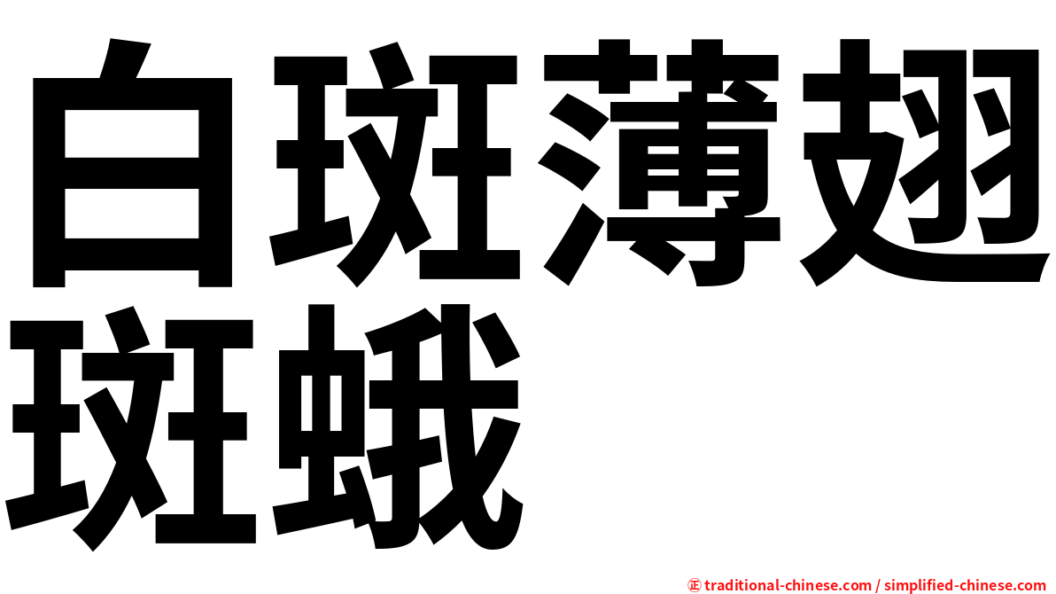 白斑薄翅斑蛾