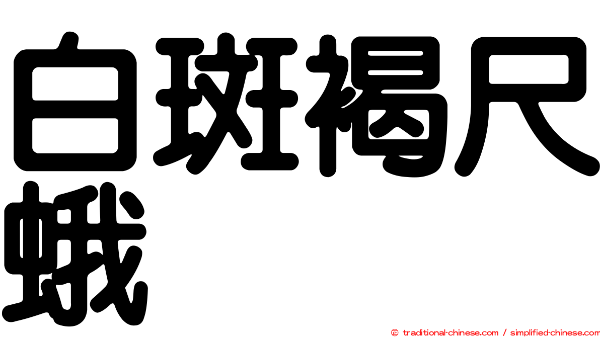 白斑褐尺蛾