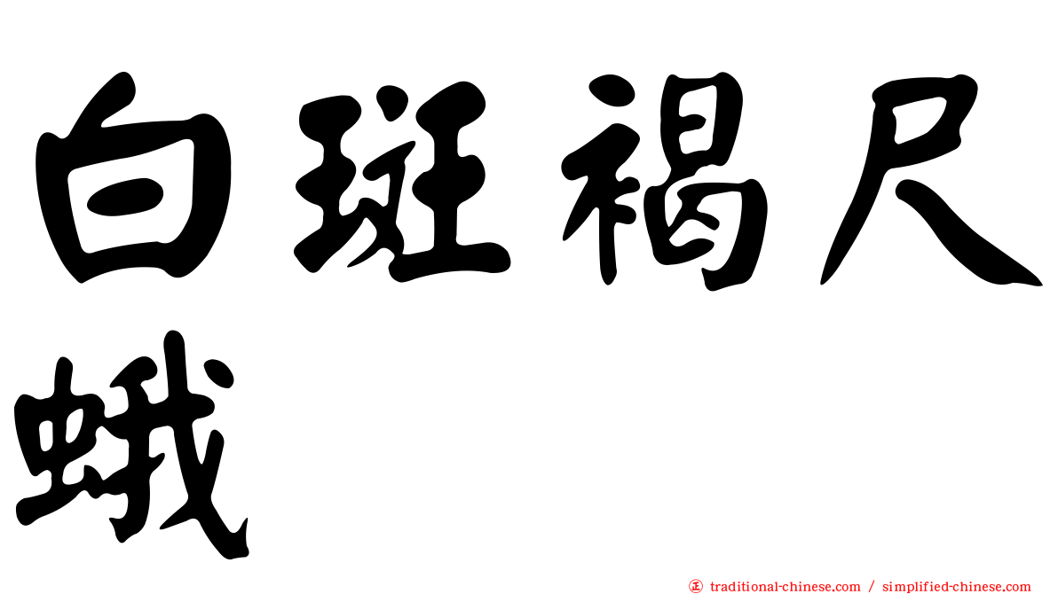 白斑褐尺蛾