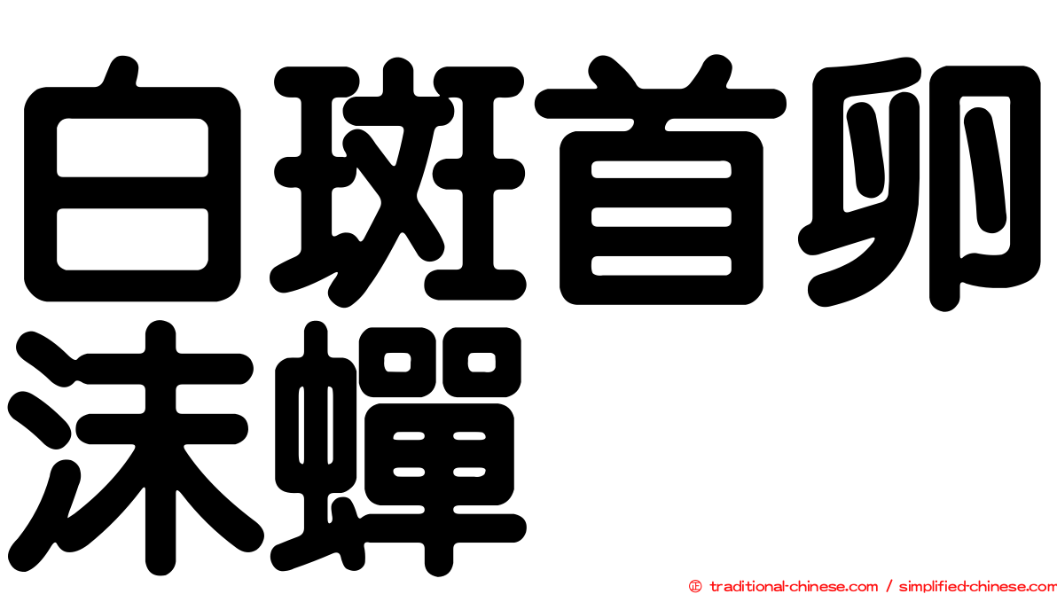 白斑首卵沫蟬