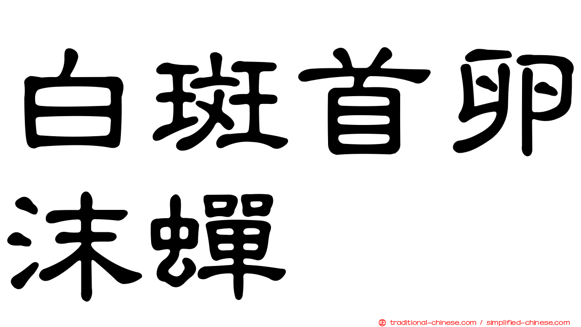 白斑首卵沫蟬